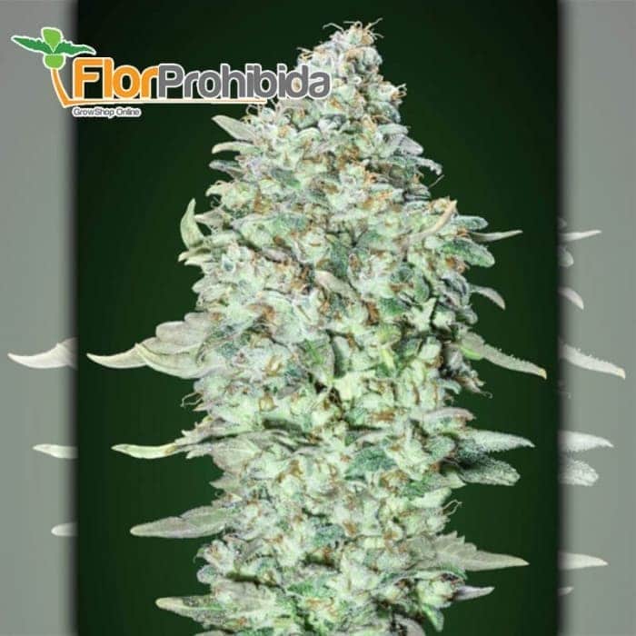 OG Kush SFV Advanced Seeds - Semillas de marihuana feminizadas