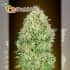 Pineapple Glue Advanced Seeds - Semillas de marihuana feminizadas