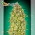 Skunk 47 Advanced Seeds - Semillas de marihuana feminizadas
