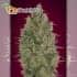 Strawbery Gum Advanced Seeds - Semillas de marihuana feminizadas