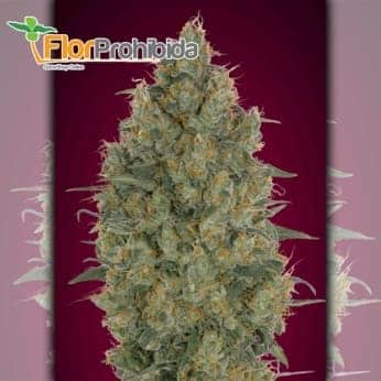 Strawbery Gum Advanced Seeds - Semillas de marihuana feminizadas