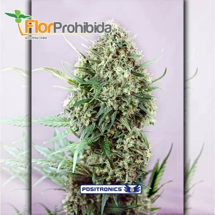 CBD+ Jack Diesel Positronic Seeds - Semillas de marihuana feminizadas