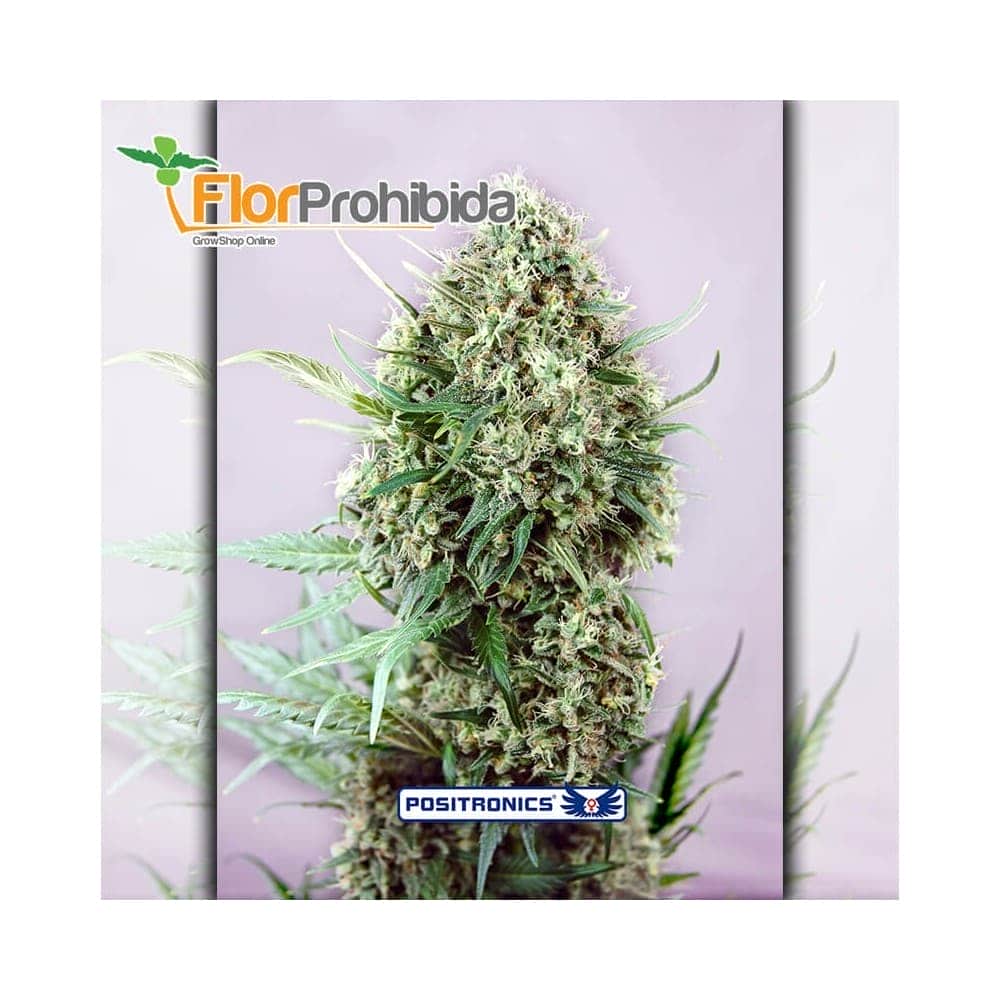 CBD+ Jack Diesel Positronic Seeds - Semillas de marihuana feminizadas