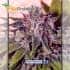 GMK By Gordo Master Positronic Seeds - Semillas de marihuana feminizadas