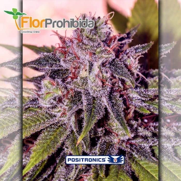 GMK By Gordo Master Positronic Seeds - Semillas de marihuana feminizadas