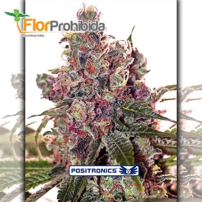 Grapefruit Positronic Seeds - Semillas de marihuana feminizadas