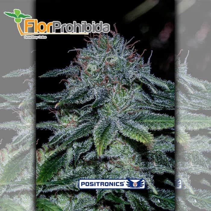 Mystic Cookie Positronic Seeds - Semillas de marihuana feminizadas