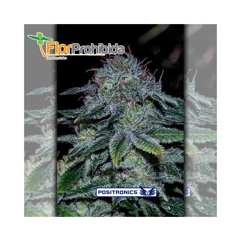 Mystic Cookie Positronic Seeds - Semillas de marihuana feminizadas