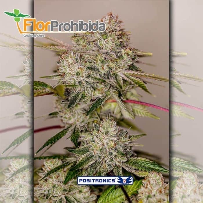 Sticky Dream Positronic Seeds - Semillas de marihuana feminizadas