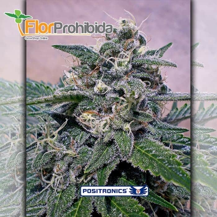 Supercheese Positronic Seeds - Semillas de marihuana feminizadas