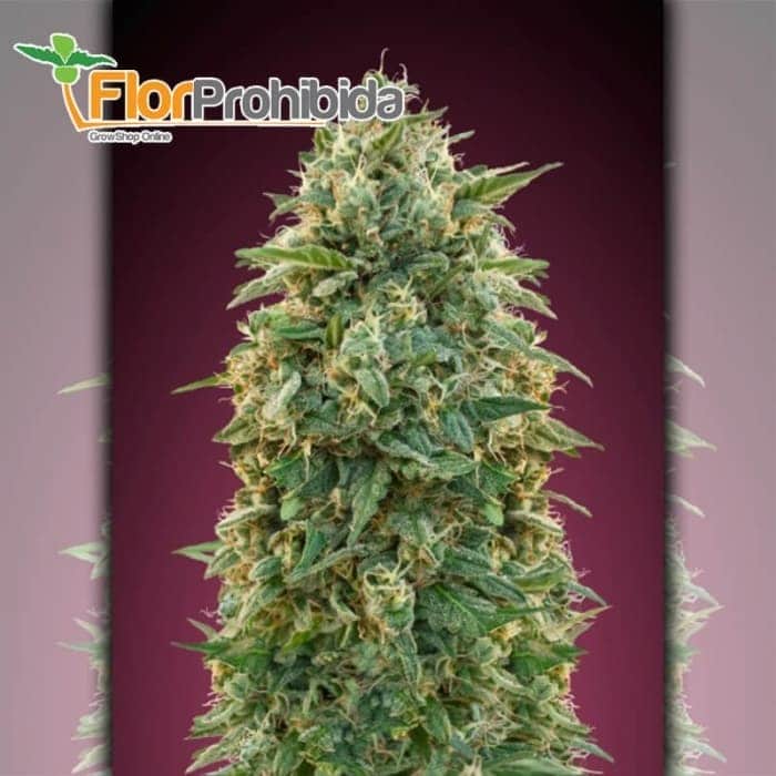 Amnesia  - Semillas de marihuana feminizadas