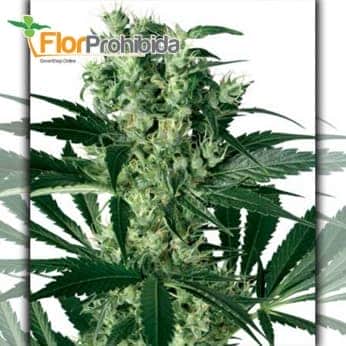 X Haze White Label - Semillas de marihuana feminizadas