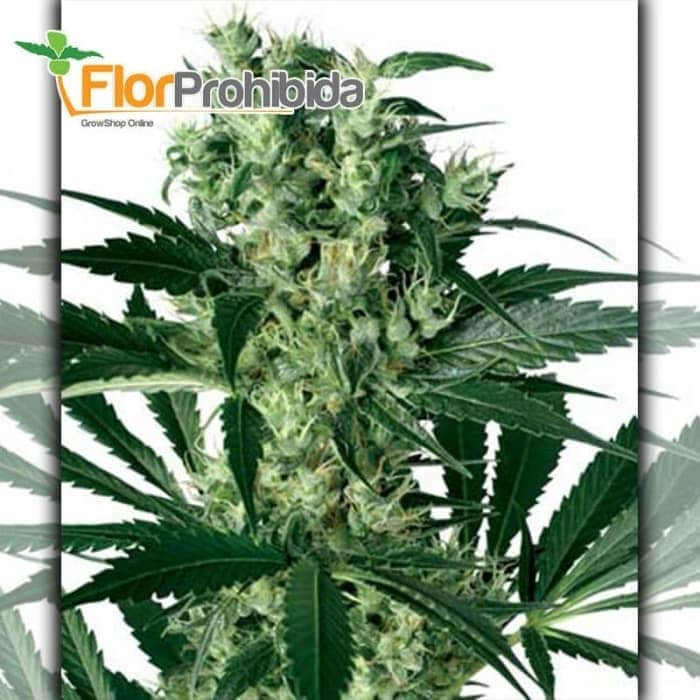 X Haze White Label - Semillas de marihuana feminizadas