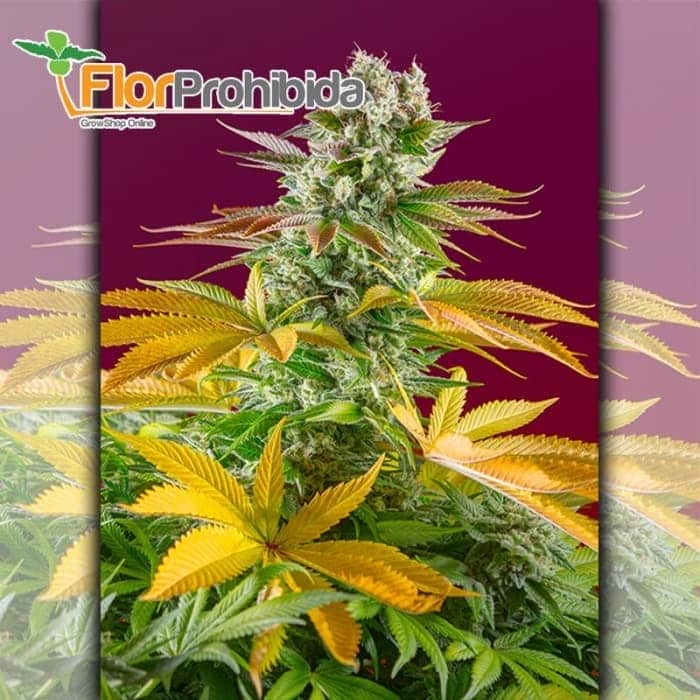 Gorilla Girl F1 Sweet Seeds - Semillas de marihuana feminizadas