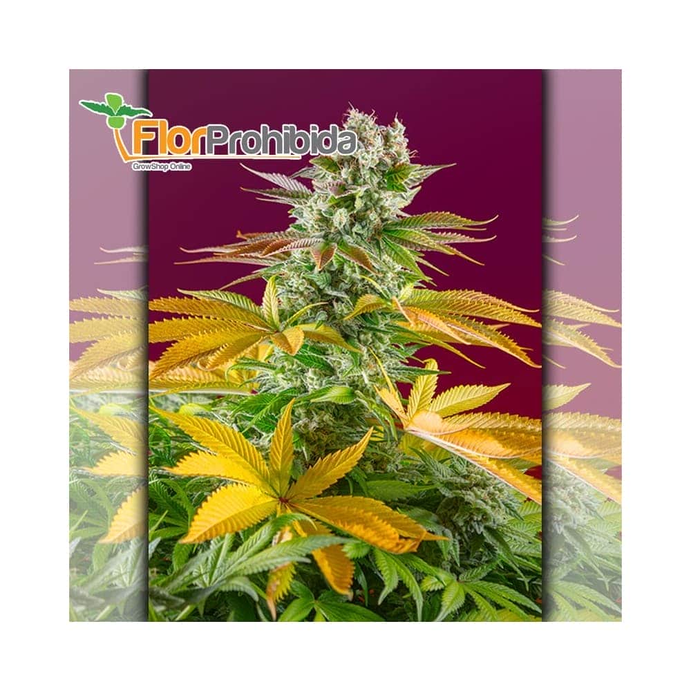 Gorilla Girl F1 Sweet Seeds - Semillas de marihuana feminizadas
