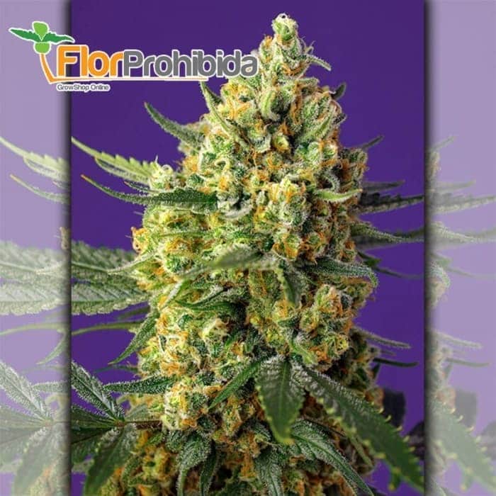 Auto Crystal Candy XL Sweet Seeds - Semillas de marihuana autoflorecientes