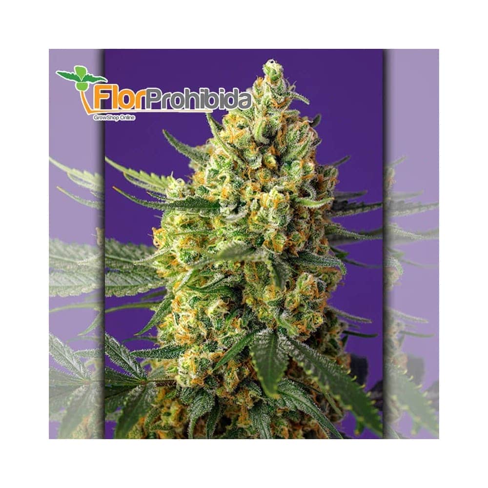 Auto Crystal Candy XL Sweet Seeds - Semillas de marihuana autoflorecientes