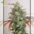 Griega CBD 2.0 Medical Seeds - Semillas de marihuana feminizadas