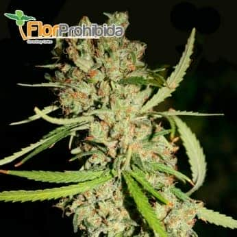 AMNESIA HAZE (Narcotik Seeds) Semillas feminizadas de marihuana