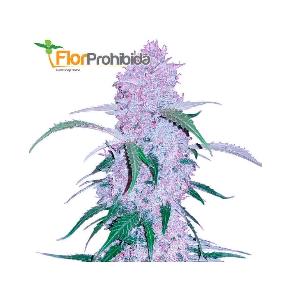 Auto Purple Kush de Narcotik Seeds - Semillas de marihuana autofloreciente.