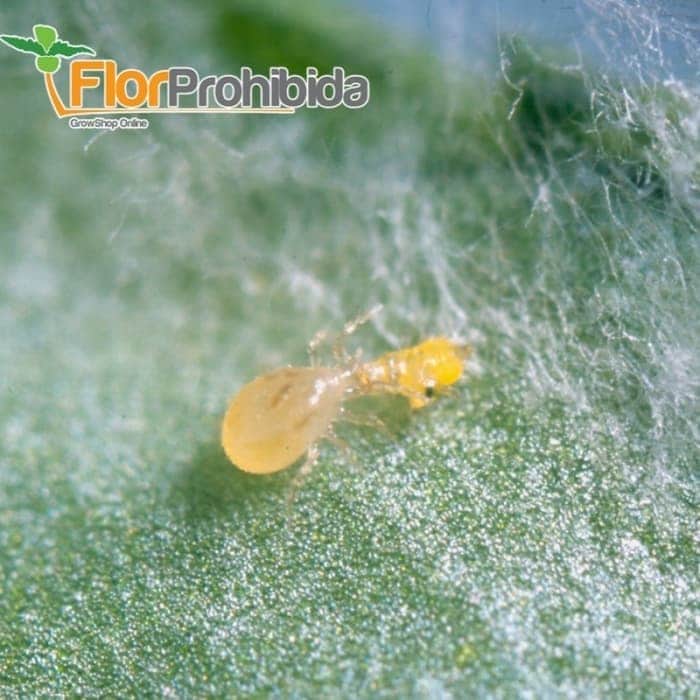 ULTI-MITE SWIRSKI (TRIPS, MOSCA BLANCA Y ARAÑA ROJA)