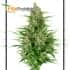 AUTO DOUBLE KUSH CAKE (SENSI SEEDS RESEARCH)