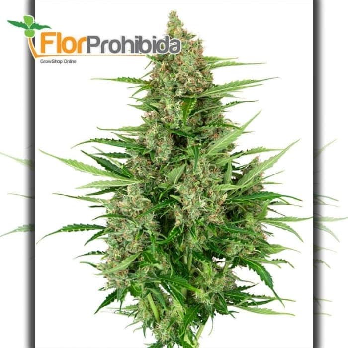AUTO DOUBLE KUSH CAKE (SENSI SEEDS RESEARCH)