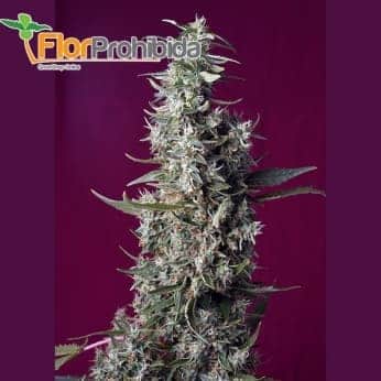 SWEET CHERRY PIE (SWEET SEEDS)