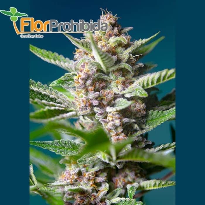 PURPLE PUNCH OG  (SWEET SEEDS)