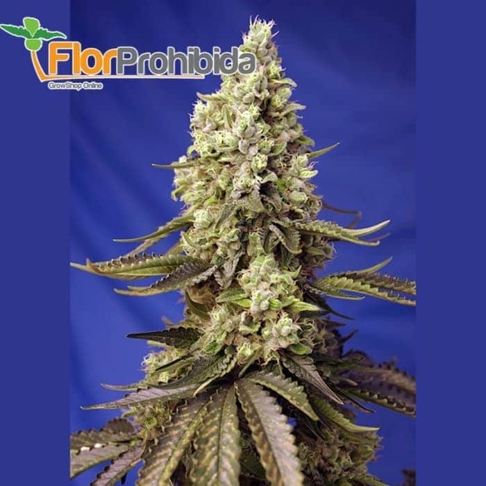 AUTO RUNTZ XL (SWEET SEEDS)