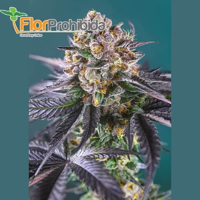Red Strawberry Banana Auto de Sweet Seeds.