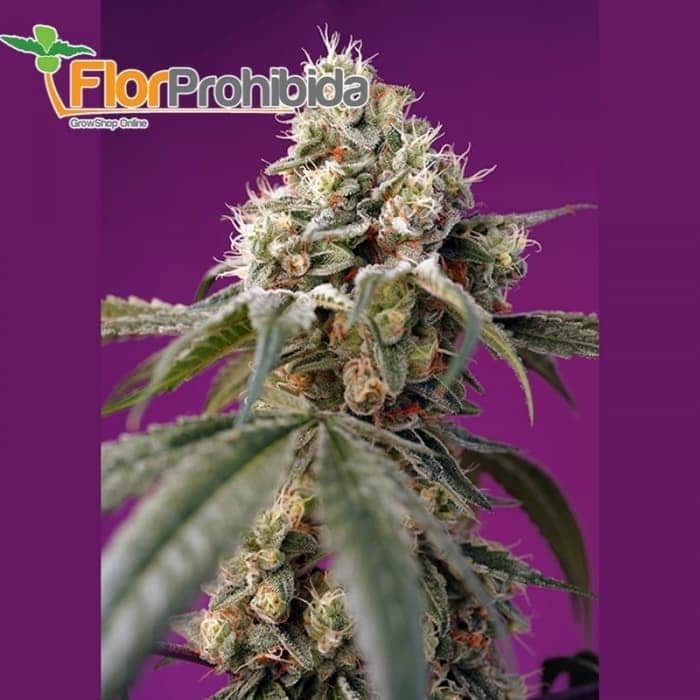 AUTO BRUCE BANNER (SWEET SEEDS) Semillas de marihuana feminizadas.