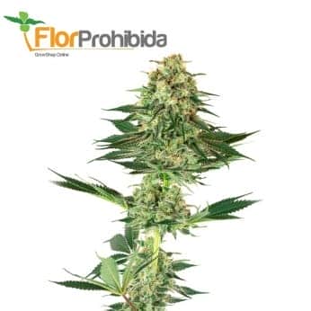 BANANA KUSH (White Label)