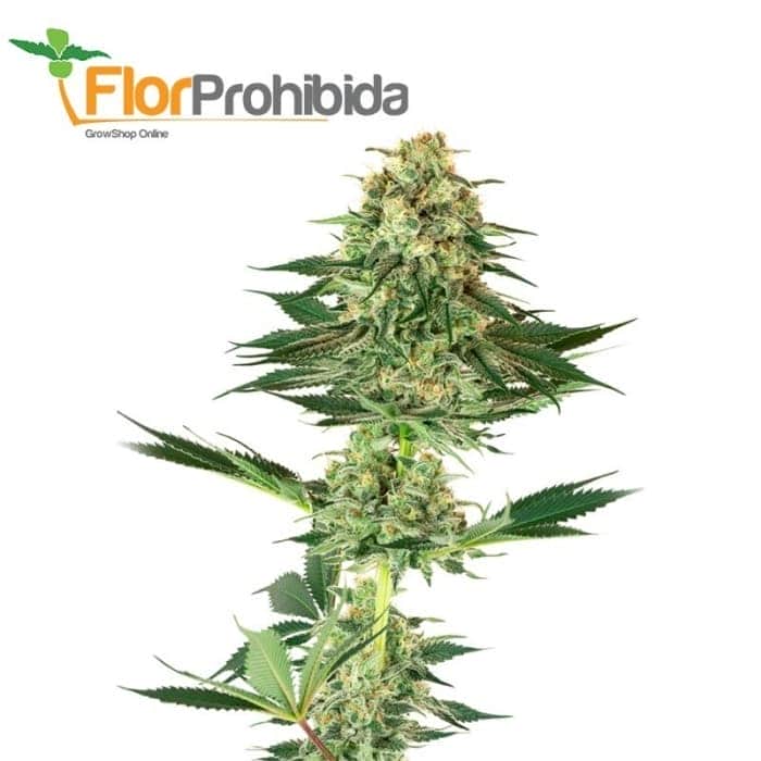 BANANA KUSH (White Label)