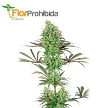 DOUBLE BANANA KUSH (White Label)