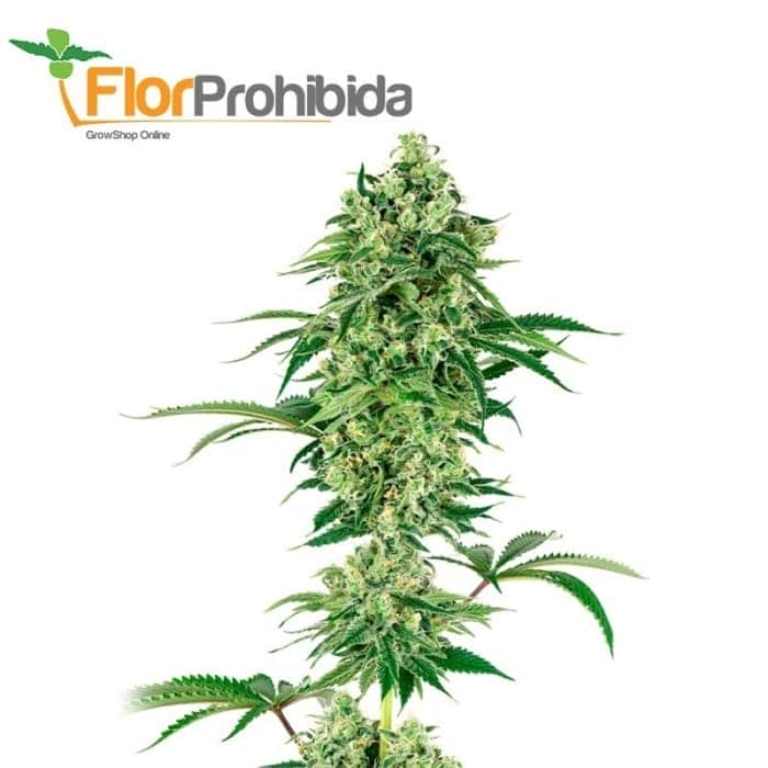 NICOLE HINDU KUSH (White Label)