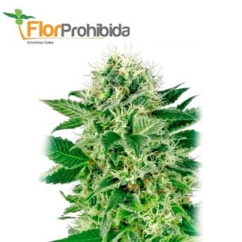 NORTHERN LIGHTS (White Label) Semillas de marihuana feminizadas de colección, punta principal.