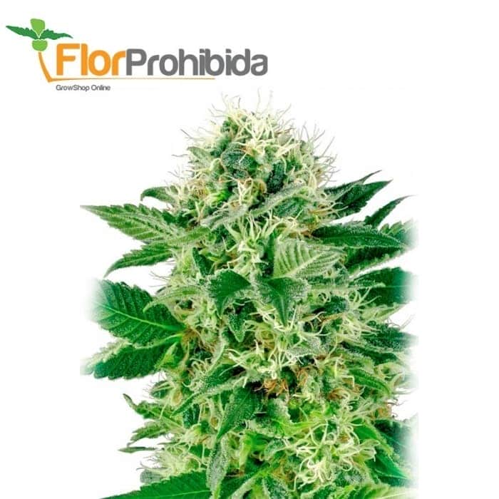 NORTHERN LIGHTS (White Label) Semillas de marihuana feminizadas de colección, punta principal.