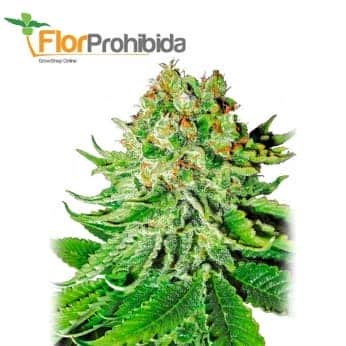 AUTO NORTHERN LIGHTS (White Label)