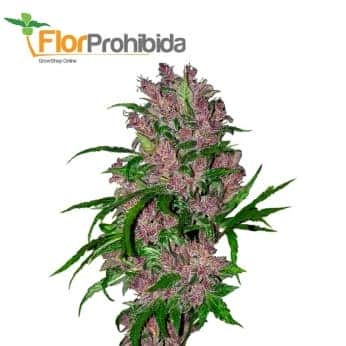 AUTO PURPLE BUD (White Label)
