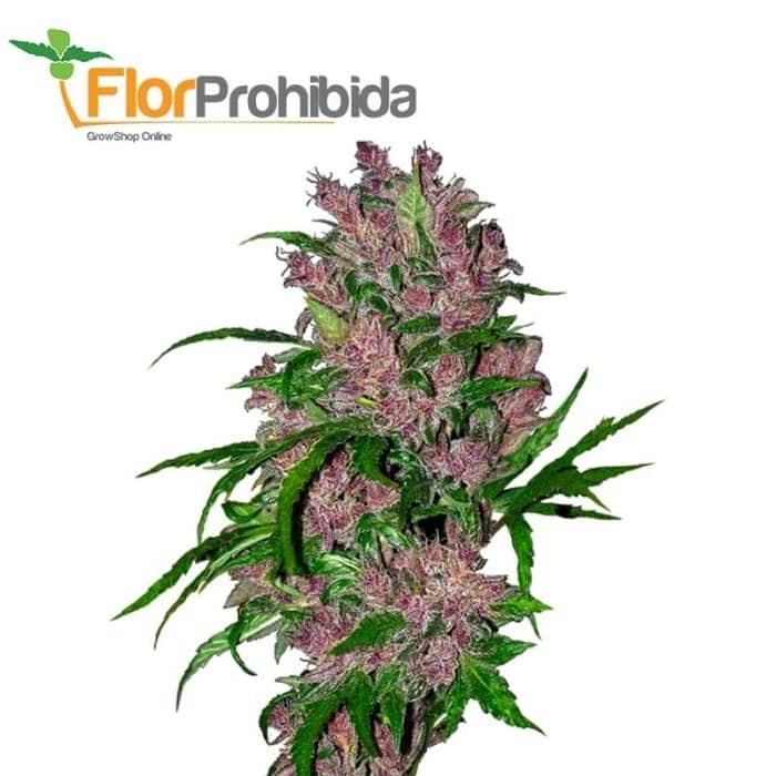 AUTO PURPLE BUD (White Label)