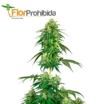 STRAWBERRY KUSH (White Label)
