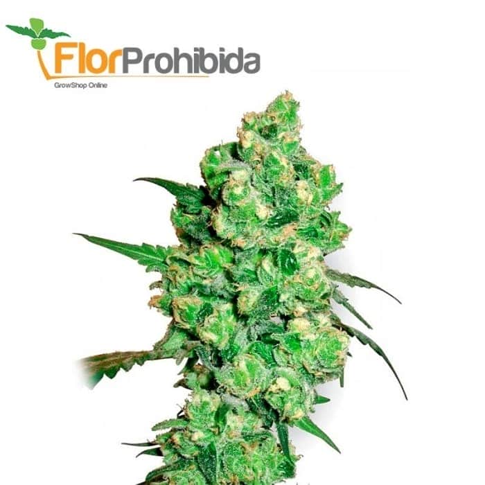 Super Skunk White Label - Semillas de marihuana feminizadas