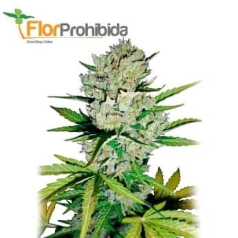 AUTO SUPER SKUNK (White Label)