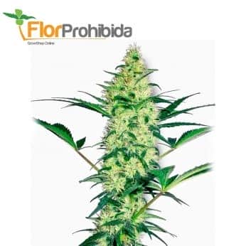 White Diesel White Label - Semillas de marihuana feminizadas