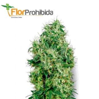 White Gold White Label - Semillas de marihuana feminizadas