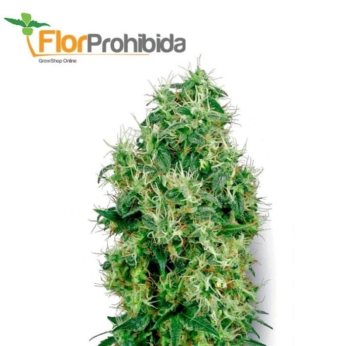 White Gold White Label - Semillas de marihuana feminizadas