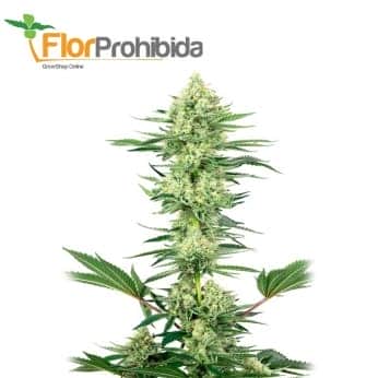 WHITE GORILLA HAZE (White Label)