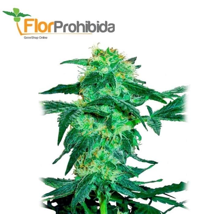 White Ice White Label - Semillas de marihuana feminizadas