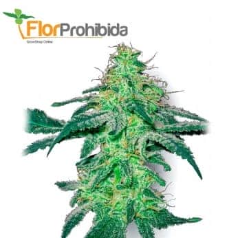 White Skunk White Label - Semillas de marihuana feminizadas